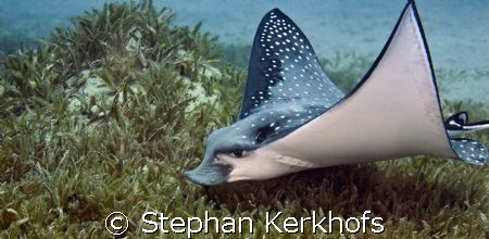 spotted eagle ray (aetobatis narinari) taken with 100mm i... by Stephan Kerkhofs 